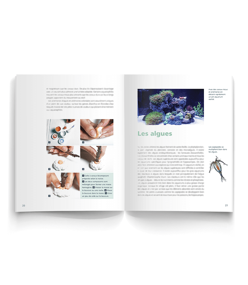 Un nano récifal à la maison