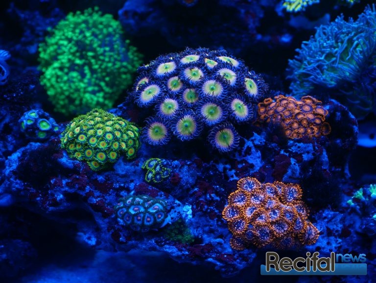 Zoanthus et coraux sous lumière actinique, photo Récifal News