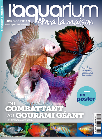 Aquarium à la maison hors série 19 : Du combattant au gourami géant