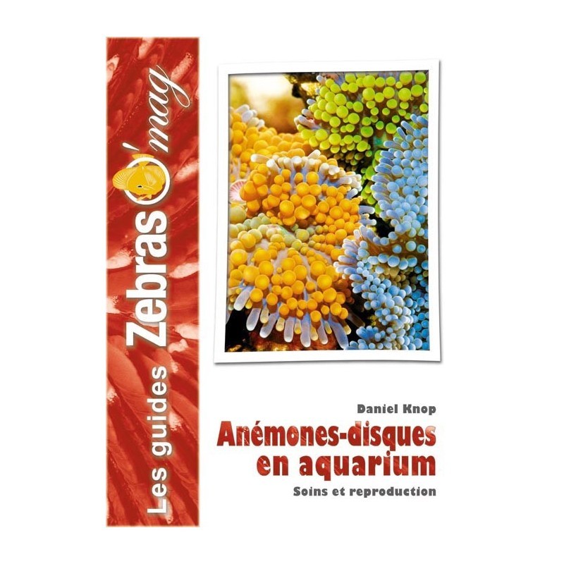 Guide ZebrasO'mag : Les anémones-disques en aquarium