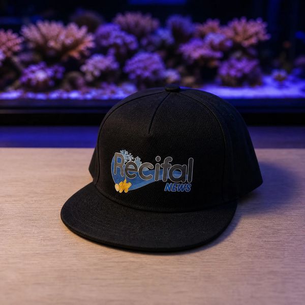 Casquette RecifalNews